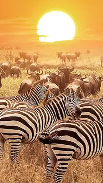 África